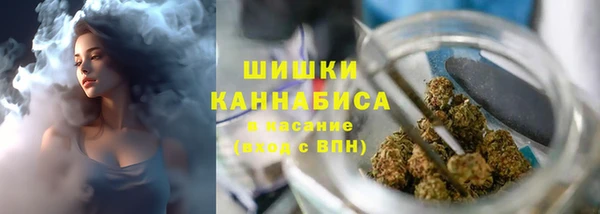 индика Ельня