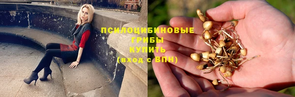 индика Ельня